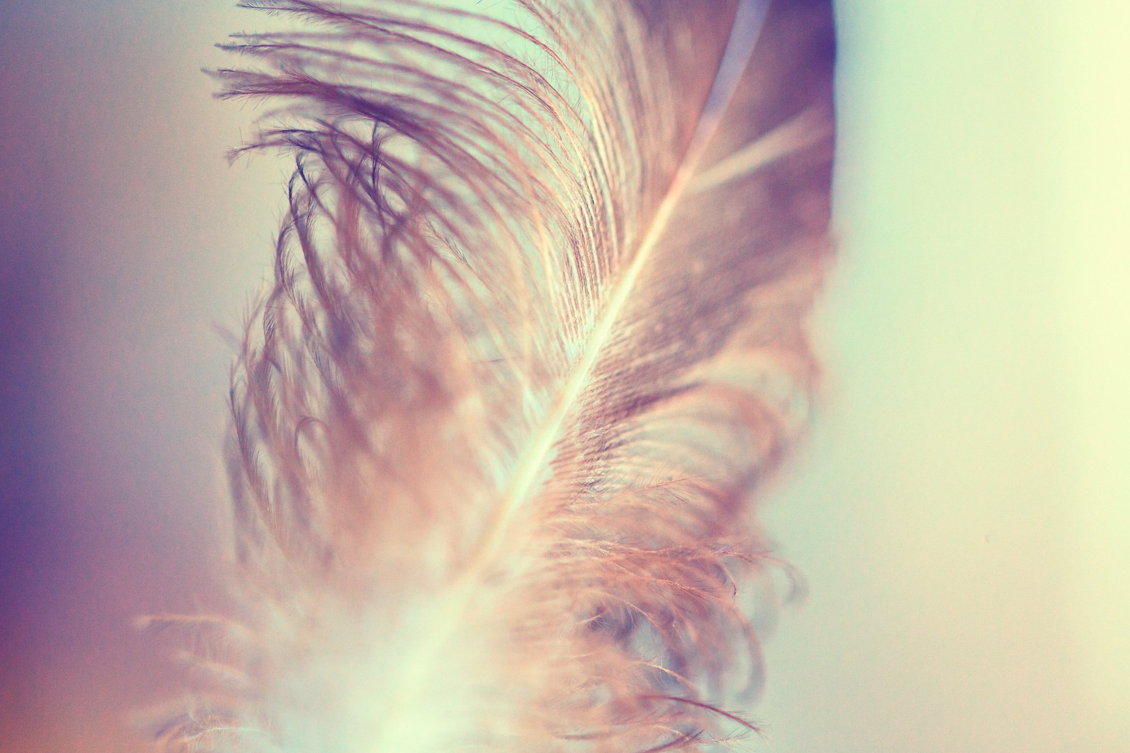 Feather